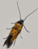 Chrysoesthia drurella